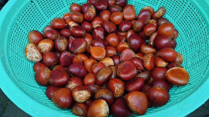 自家製　栗　5ｋｇ（1ｋｇ×5）　