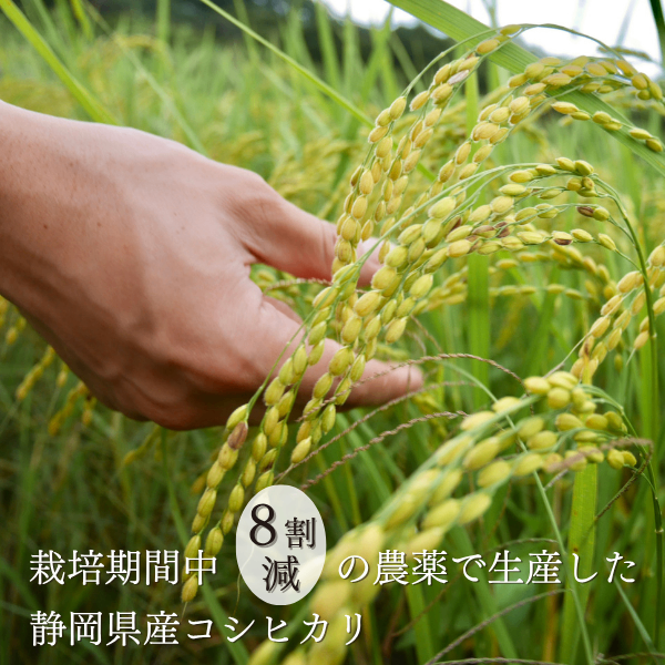 玄米白米選択可【低農薬新米】玄米30kg【静岡県産コシヒカリ】　
【秋の味覚】