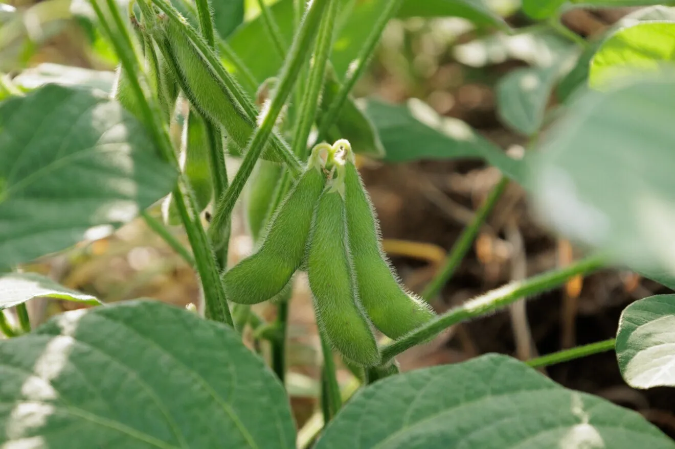 【お中元・夏ギフト】天狗印枝豆 250g×3