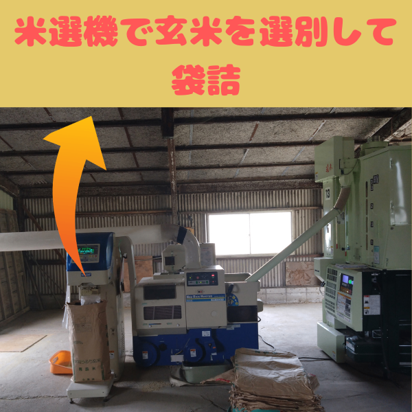 [予約受付中]令和8年産　ヒノヒカリ玄米20キロ｜農家直送　10月中旬より順次発送予定