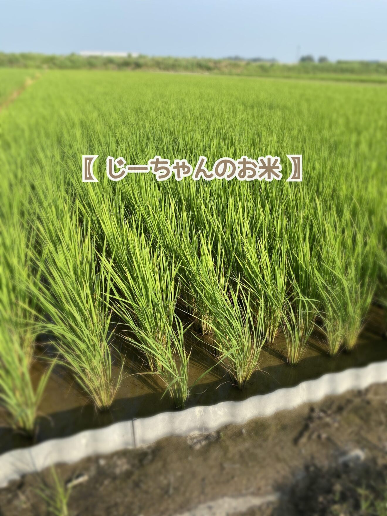 手渡し専用〖 じーちゃんのお米🌾 〗新米！コシヒカリ3kg 石川県　令和８年産　玄米 or 白米