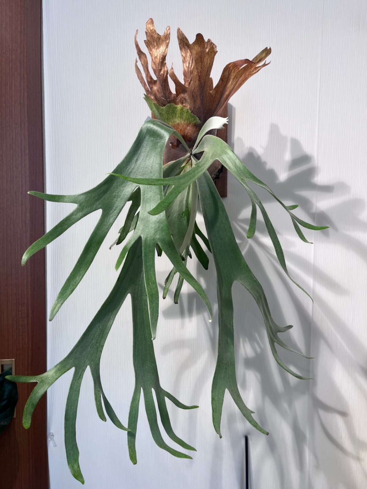 P. willinckii 'Cianjur Indk'