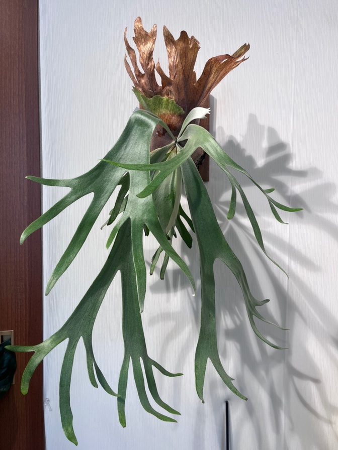 P. willinckii 'Cianjur Indk'
