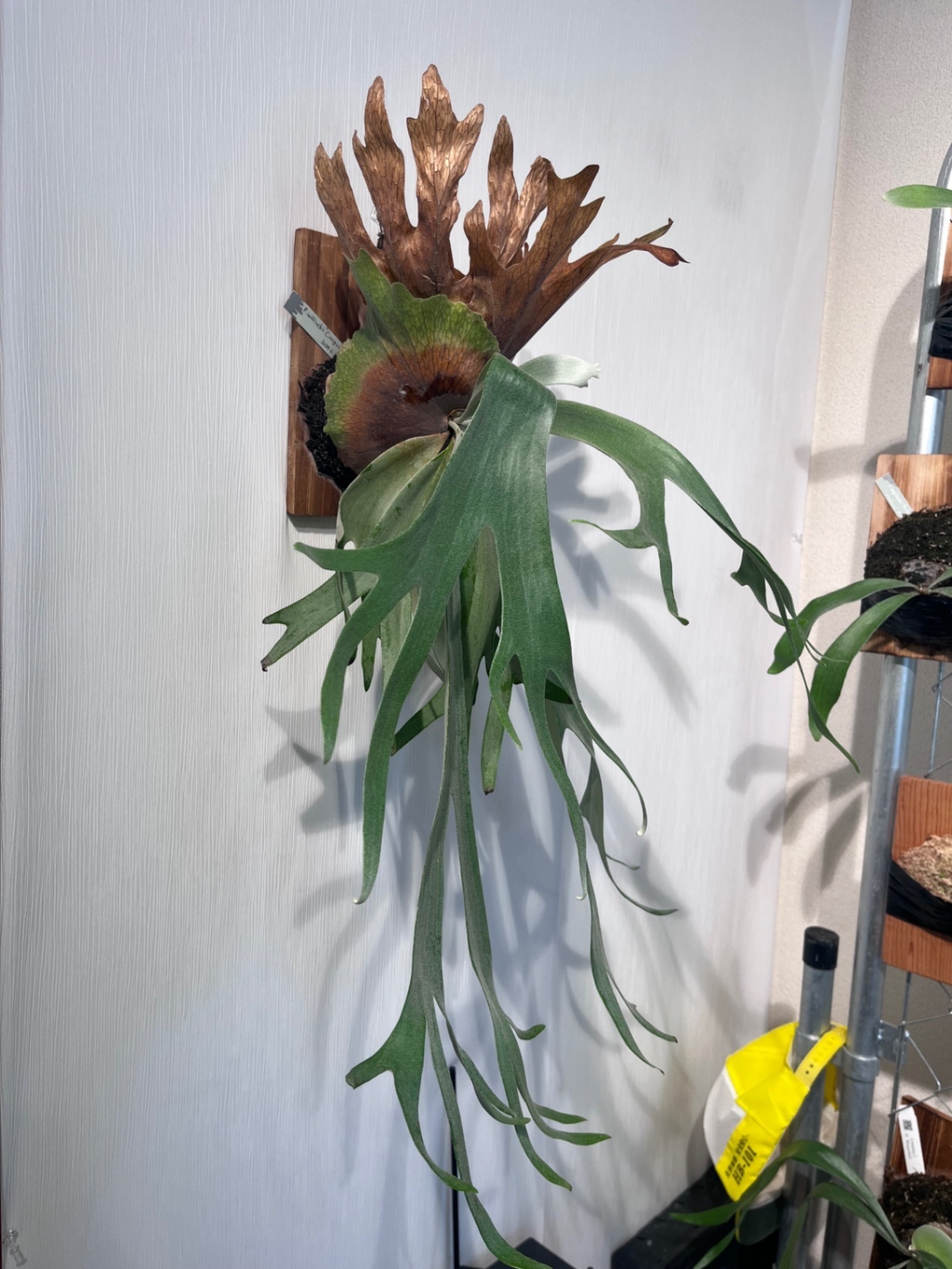 P. willinckii 'Cianjur Indk'