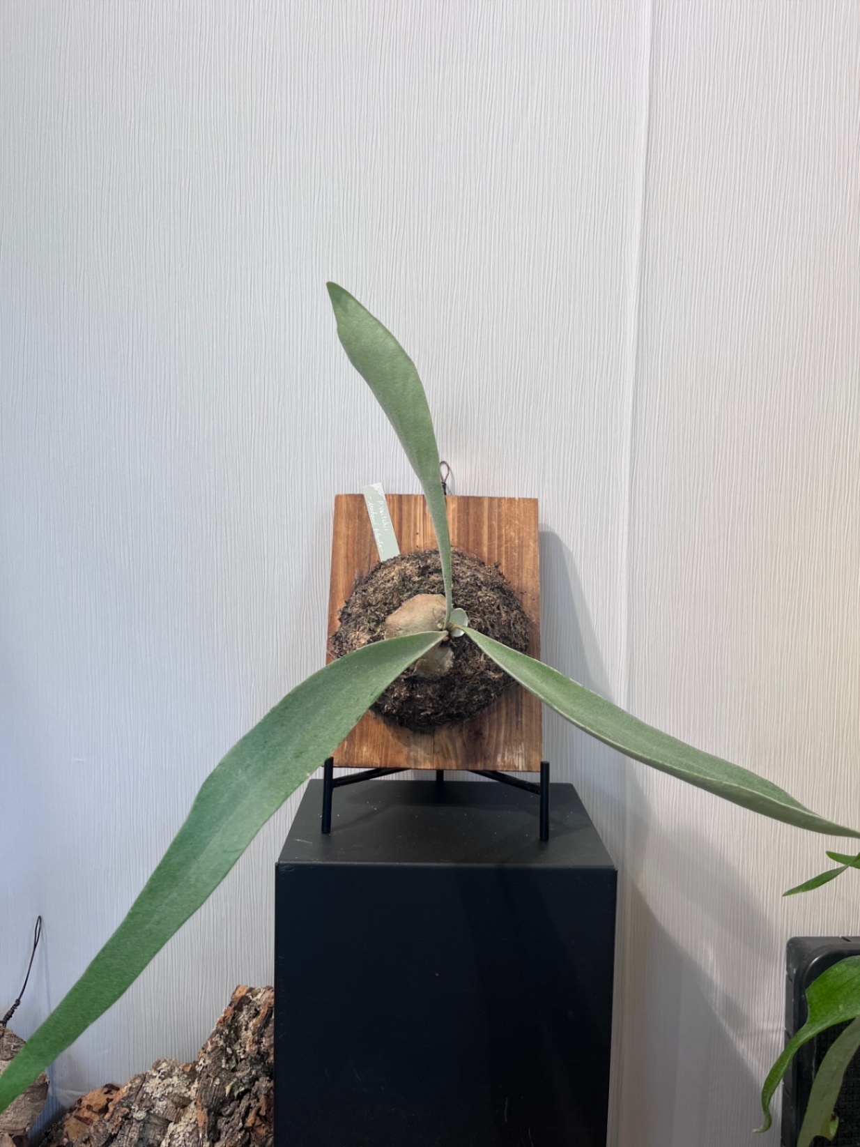 P. willinckii × bifurcatum