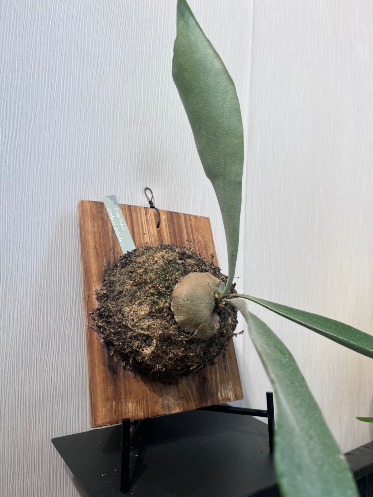 P. willinckii × bifurcatum