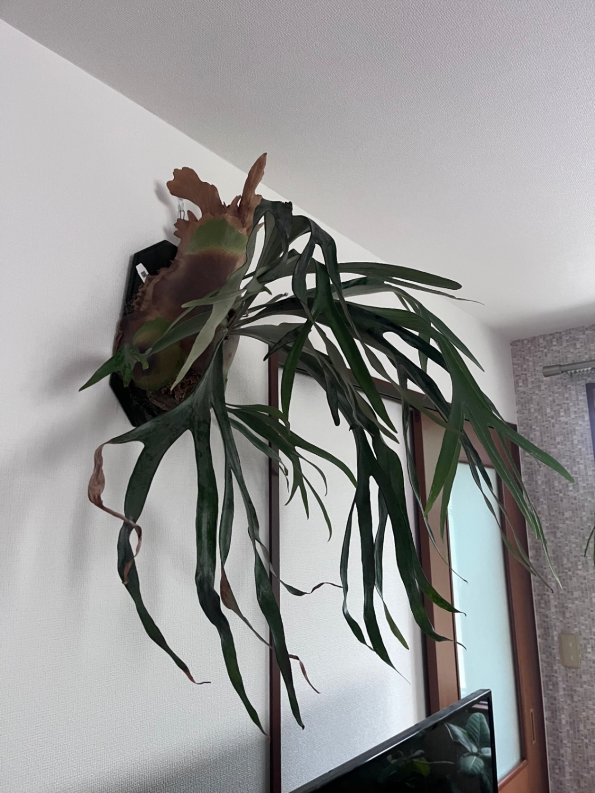 P. willinckii × bifurcatum