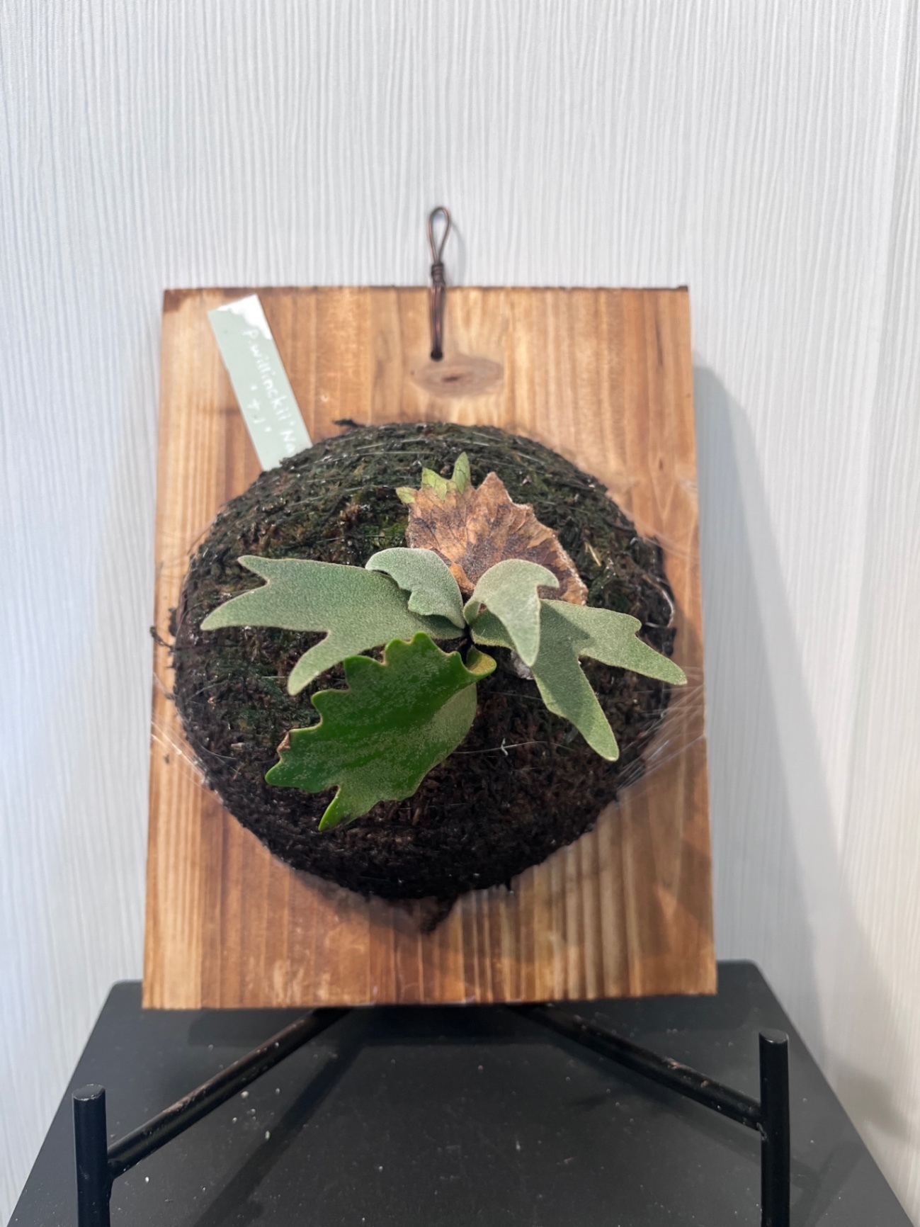 P. willinckii 'Super Dwarf' nano