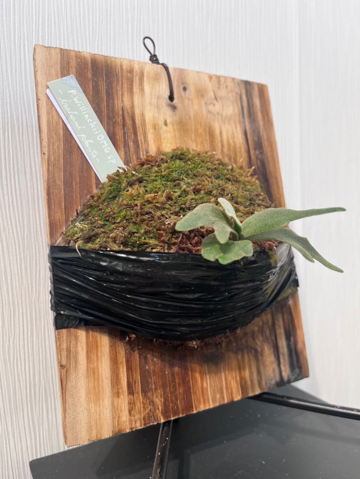 P. willinckii 'OMG' Super Dwarf