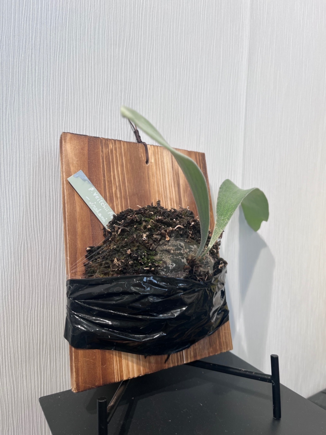 P. veitchii 'Urban River'