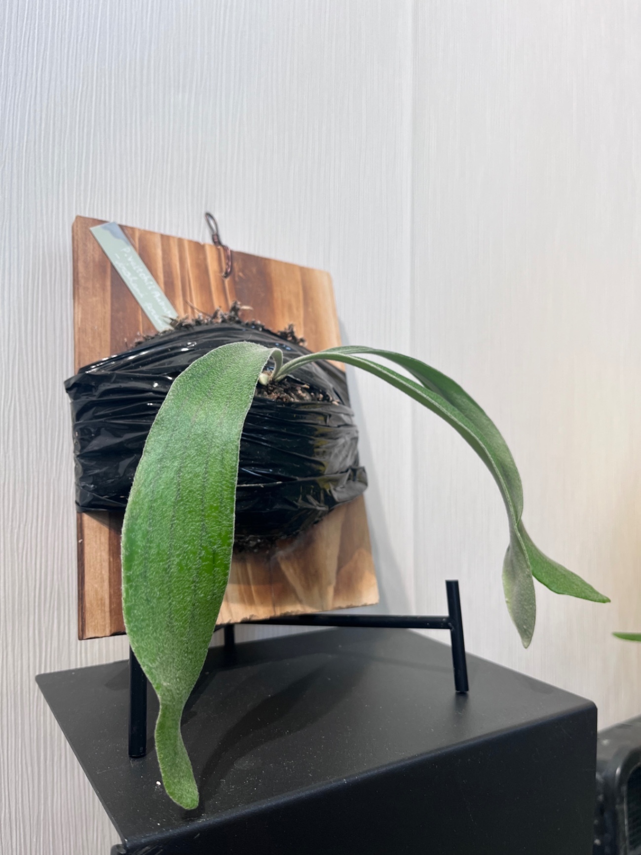 P. veitchii 'Urban River'