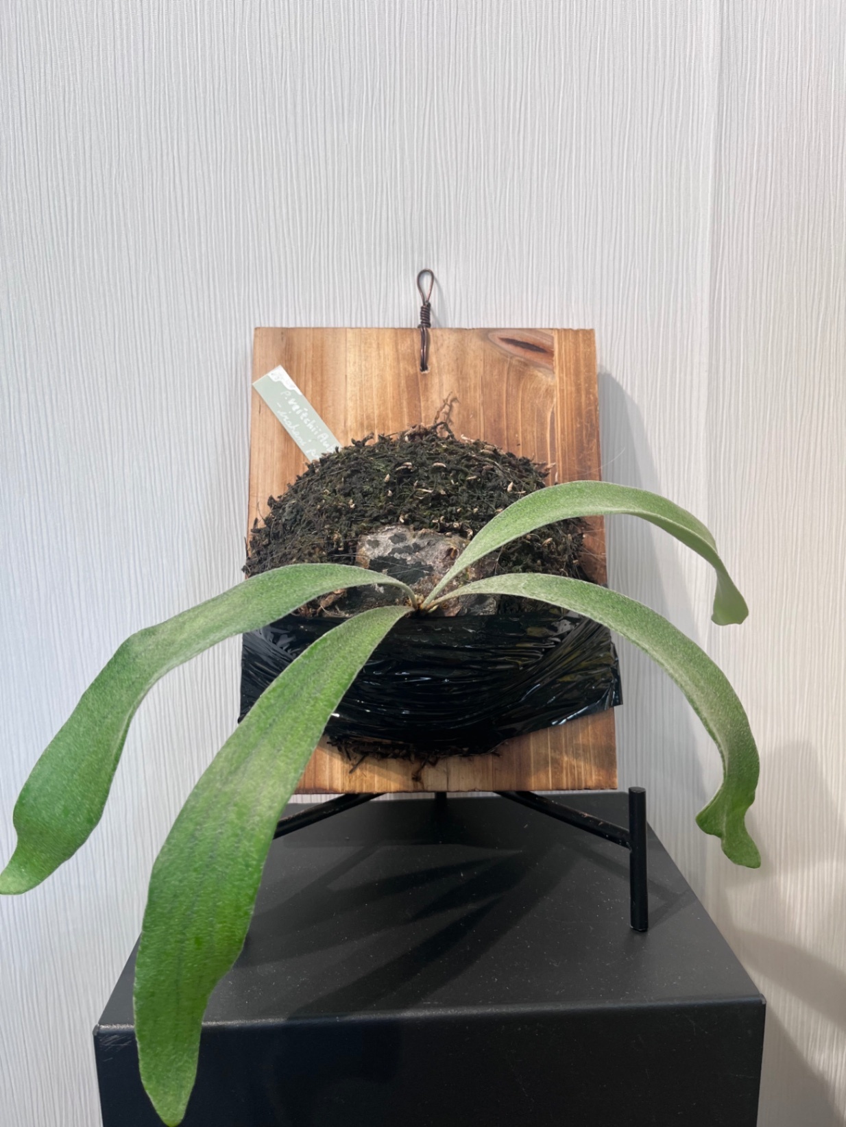 P. veitchii 'Urban River'