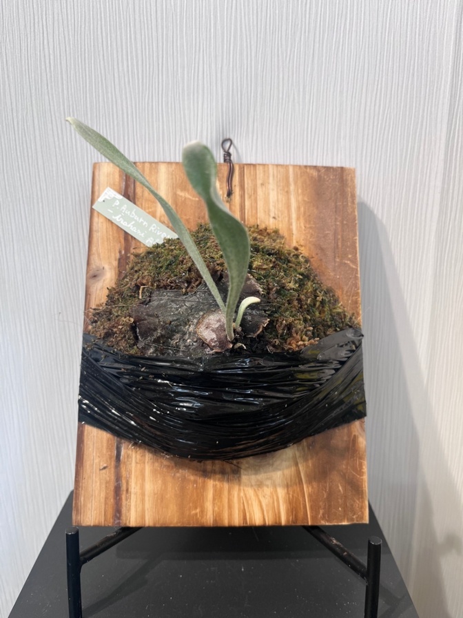 P. veitchii 'Urban River'