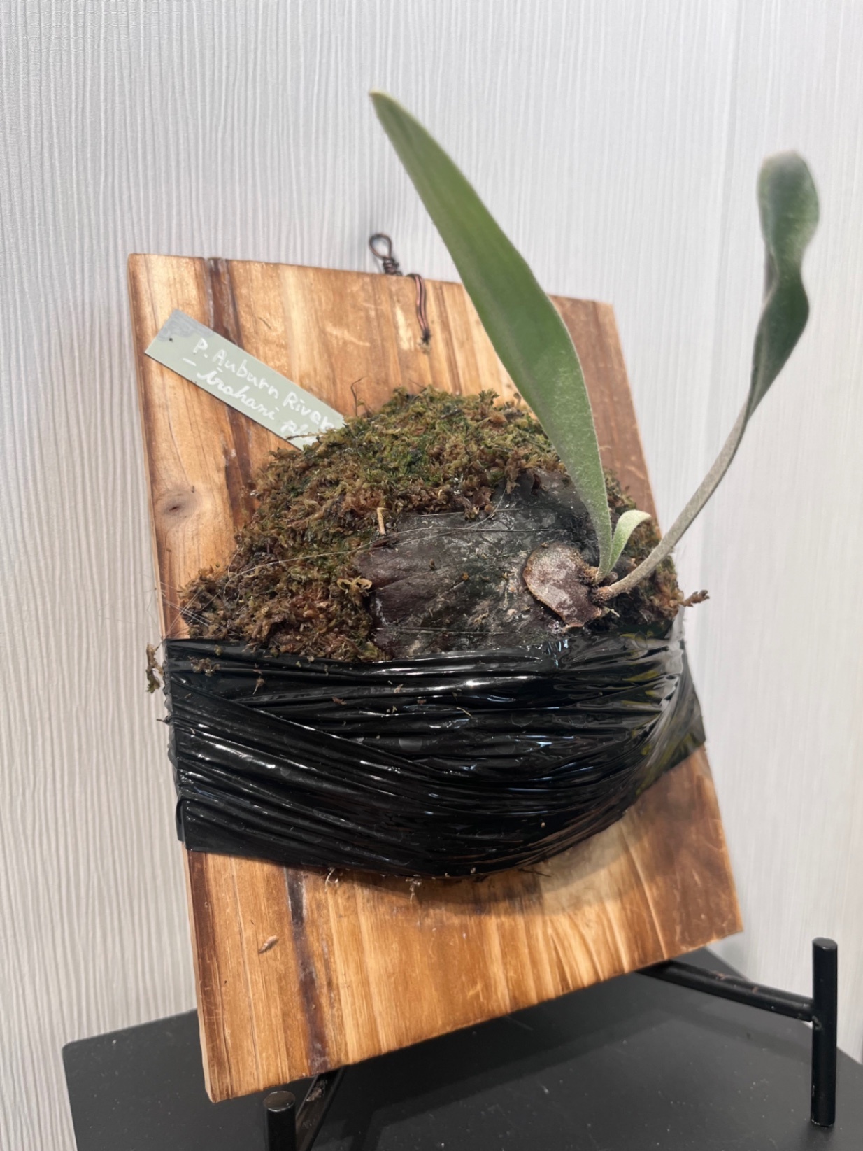 P. veitchii 'Urban River'