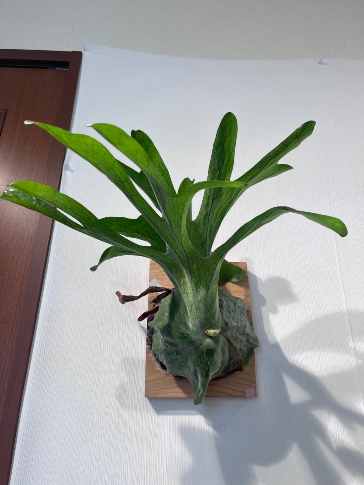 P. superbum