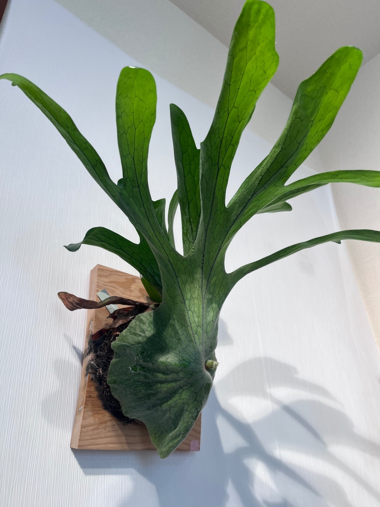 P. superbum