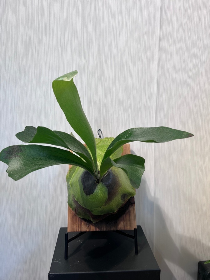 P. hillii 'Panama'