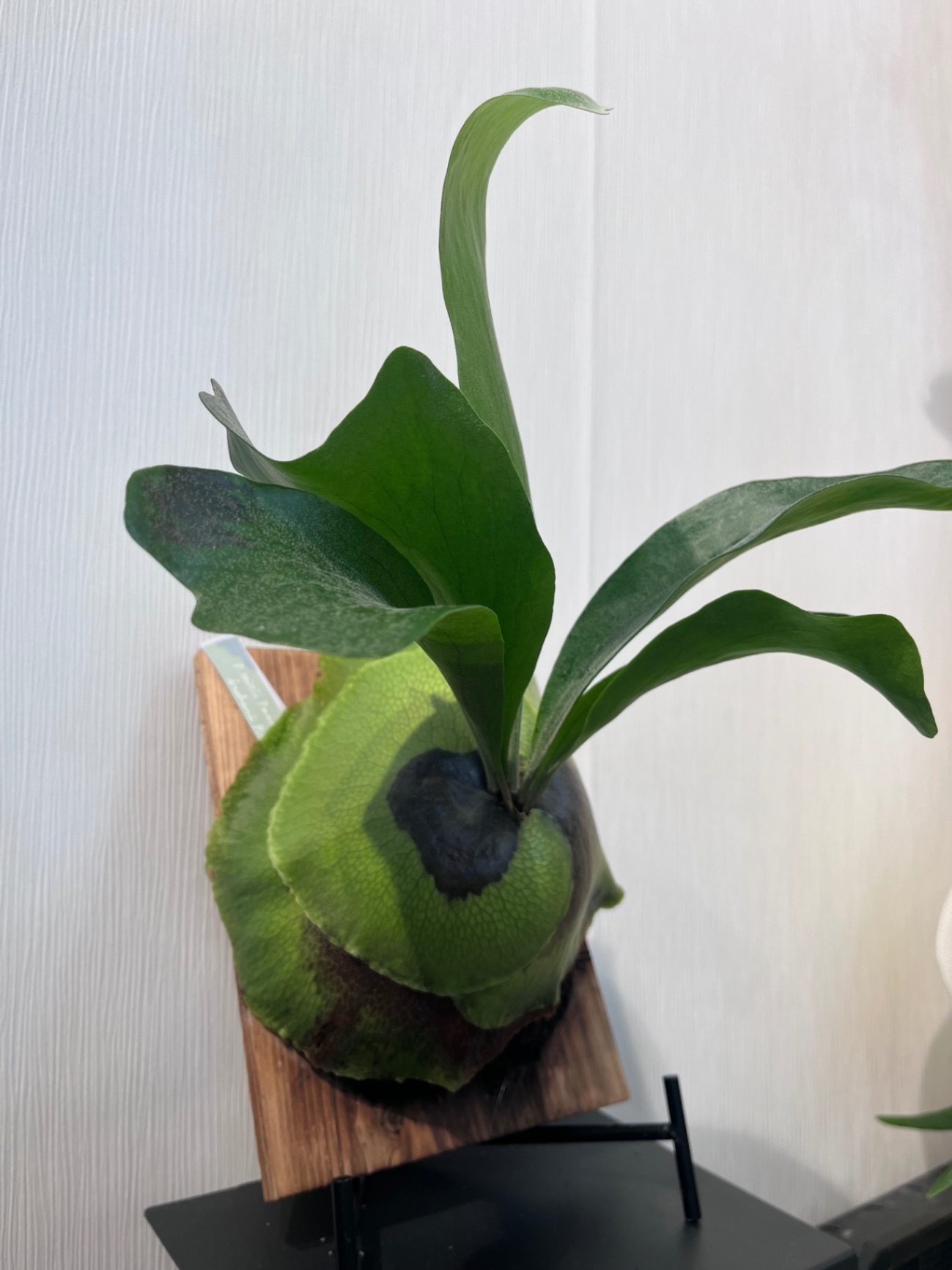 P. hillii 'Panama'