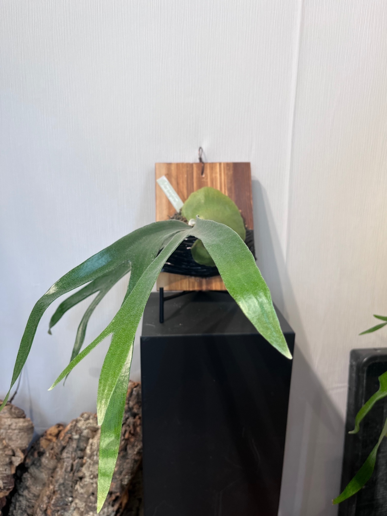 P. bifurcatum 'Mount Lewis' × bifurcatum