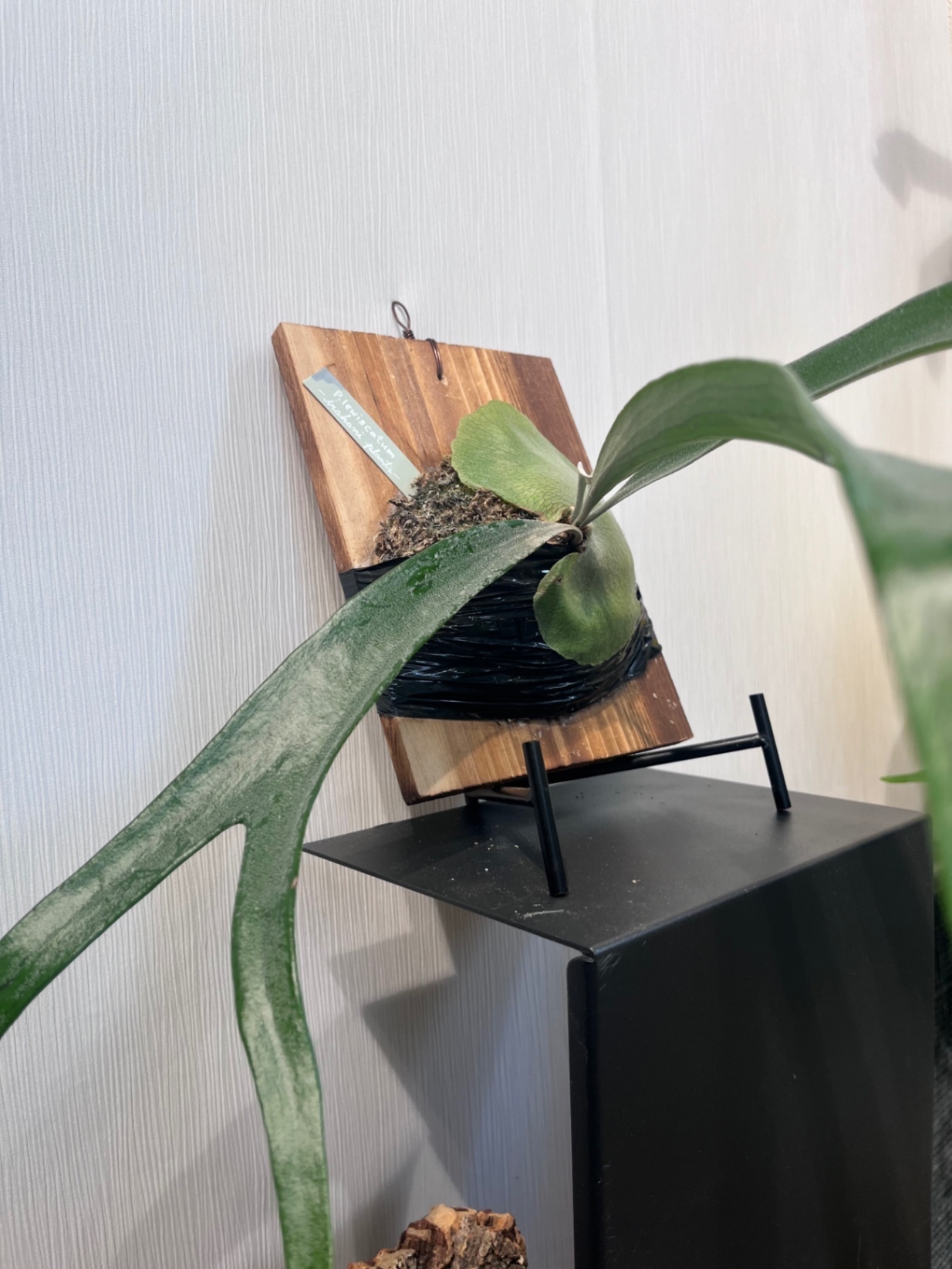 P. bifurcatum 'Mount Lewis' × bifurcatum