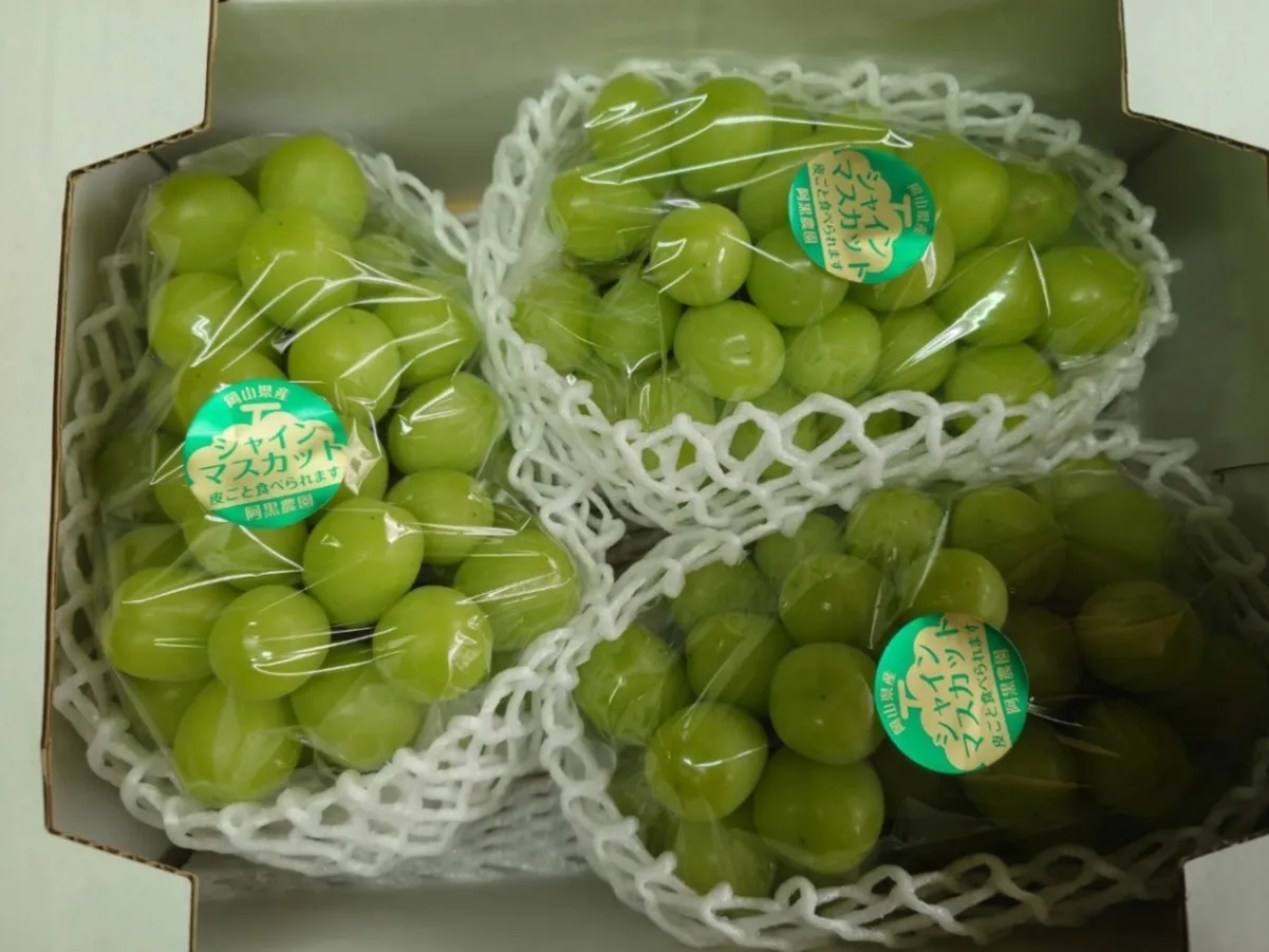 完熟朝どれ】【秋の味覚】岡山県産シャインマスカット 2kg（3房）種