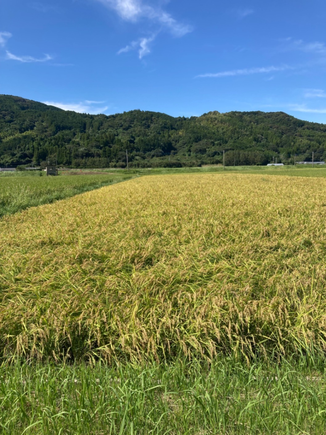 無農薬　白米　９ｋｇ夢しずく　令和7年産

