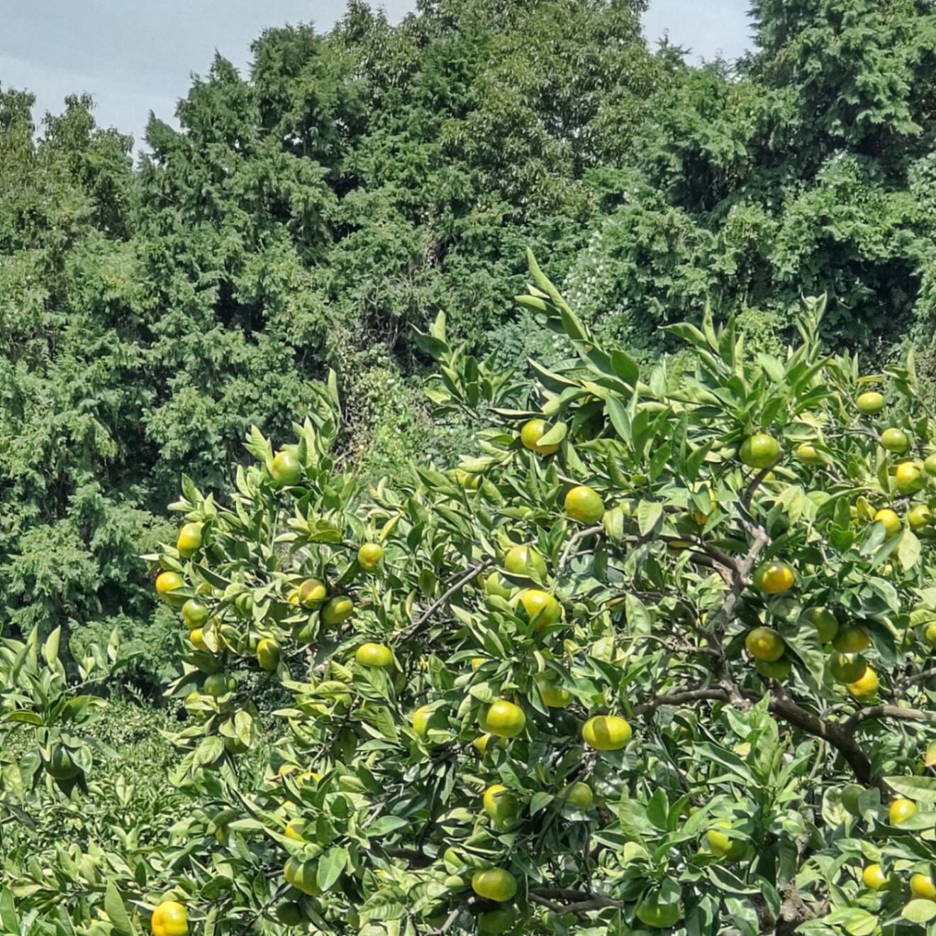 🍊【秋の味覚】【10月初旬発送予定】愛媛県産 極早生みかん 明浜町のだんだん畑育ち小玉５kg家庭用🍊