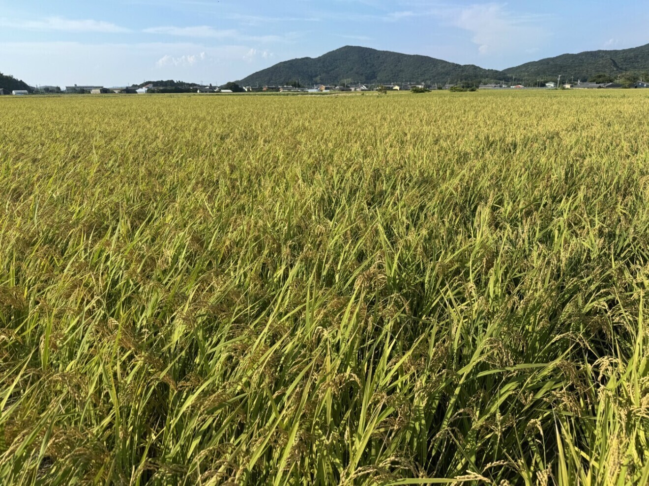 【秋の味覚】令和8年 新米 コシヒカリ 白米10㎏ 愛知県田原市産