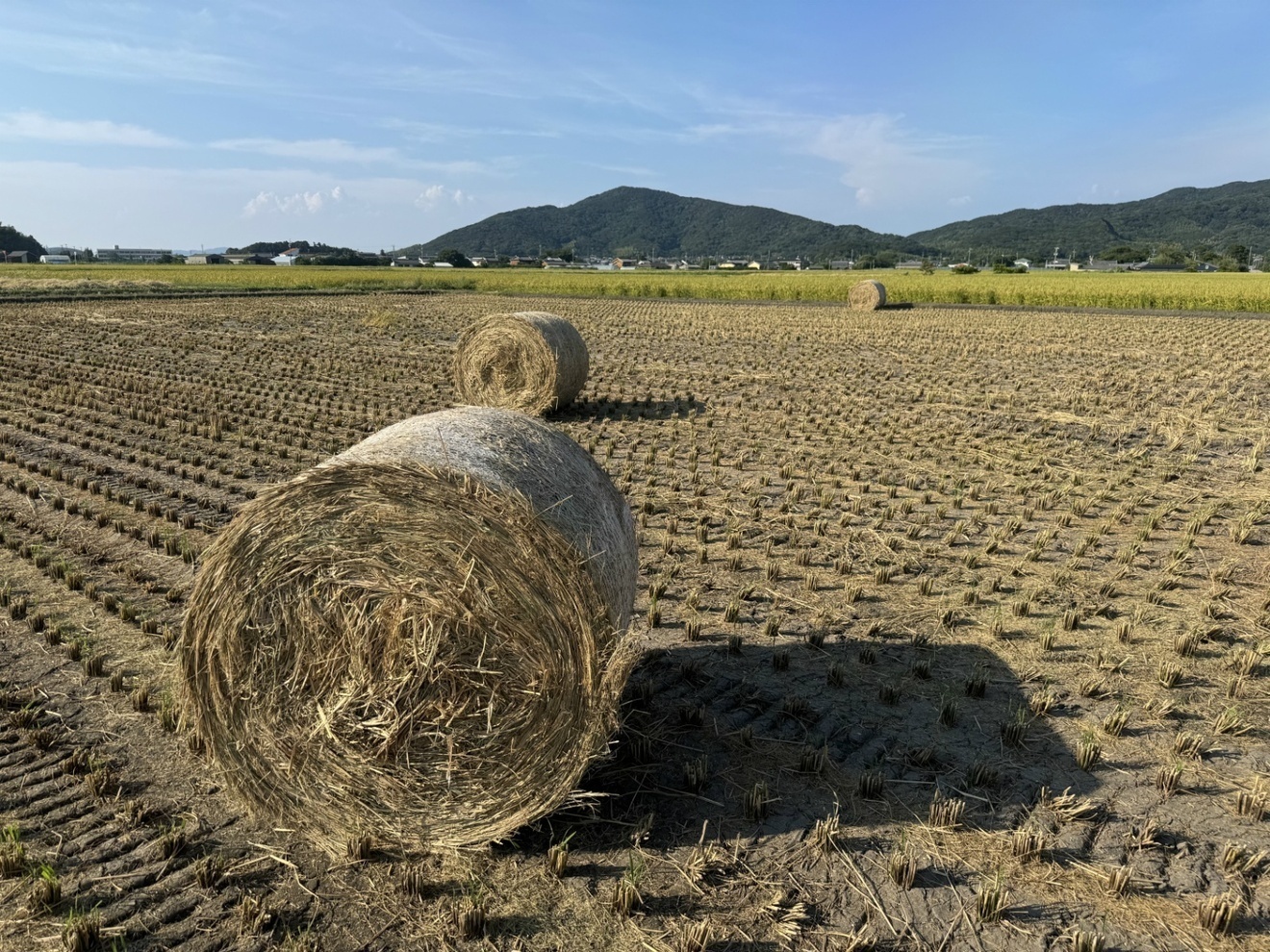 【秋の味覚】令和8年 新米 コシヒカリ 白米10㎏ 愛知県田原市産