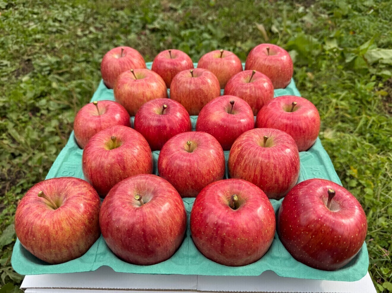 【予約受付中 ※9月下旬〜発送予定】
青森県産『早生ふじ』【家庭用】約5kg ※小さめ