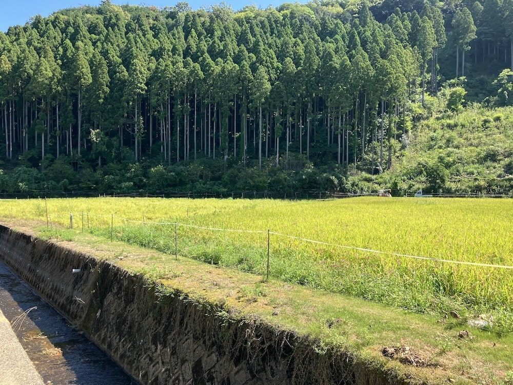 令和8年産  鹿も狙ううまい米 30kg(コシヒカリ・玄米)
