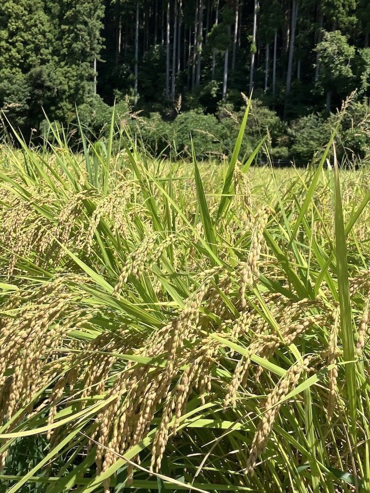 令和8年産  鹿も狙ううまい米 30kg(コシヒカリ・玄米)

