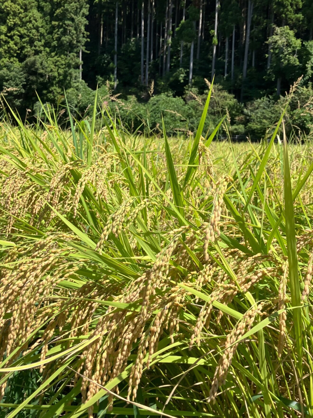 【新米】令和8年産  鹿も狙ううまい米 10kg(コシヒカリ・無洗米対応可)