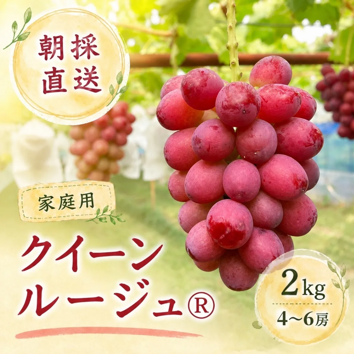 【ご家庭用】【完熟朝採り】クイーンルージュ 2kg【秋の味覚】