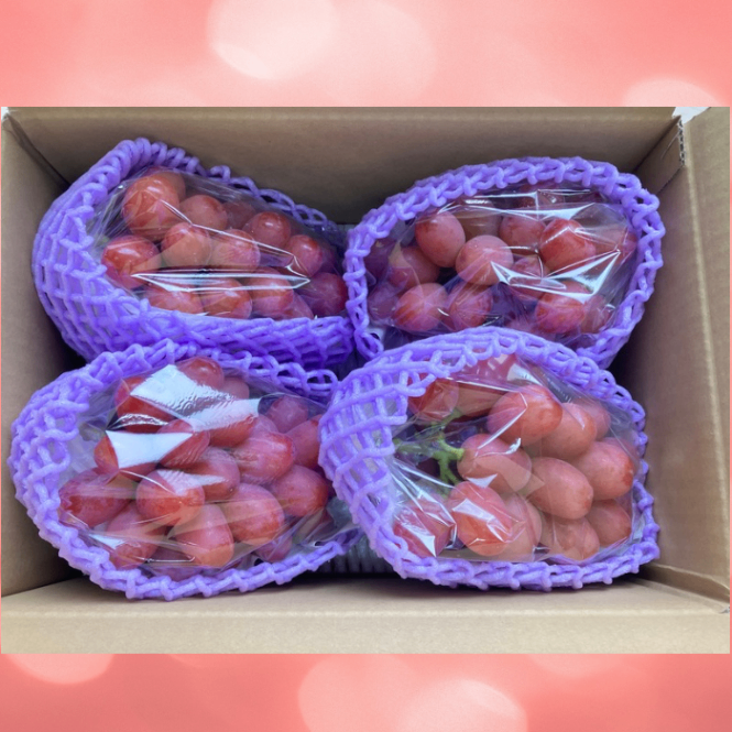 【予約販売｜9月下旬～発送予定】【完熟朝採り】クイーンルージュ®️ 2kg（3〜4房）【秋の味覚】