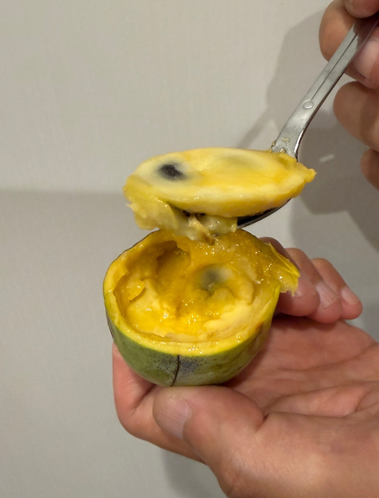 【秋の味覚】お試し少量サイズ　シーズン終盤 「ポポー」約500g スーパーに並ばない「幻の果物」