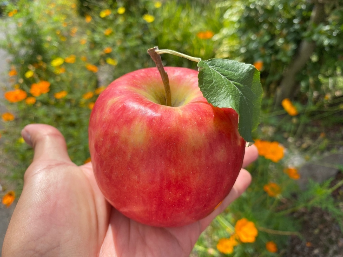 【訳あり】シナノドルチェ約5kg