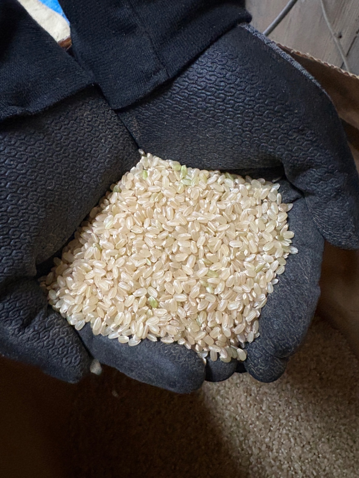 【秋の味覚】新米　令和8年度産米10kg 特別栽培米　京都丹波産コシヒカリ  玄米　精米もできます