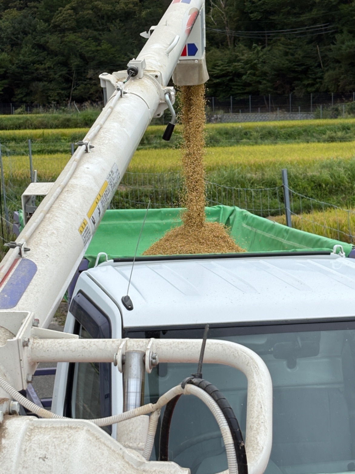【秋の味覚】新米　令和8年度産米10kg 特別栽培米　京都丹波産コシヒカリ  玄米　精米もできます