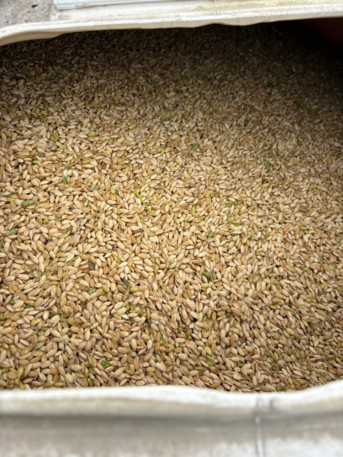 【秋の味覚】新米　令和8年度産米10kg 特別栽培米　京都丹波産コシヒカリ  玄米　精米もできます