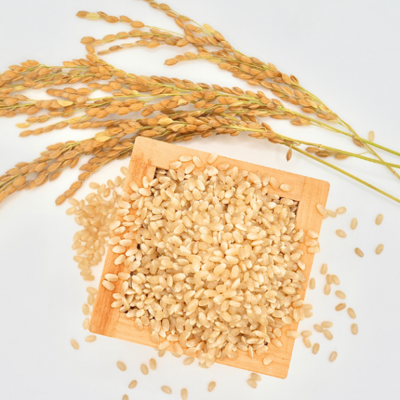 【令和8年静岡県産】低農薬（基準値の1/5）コシヒカリ　玄米 　5kg