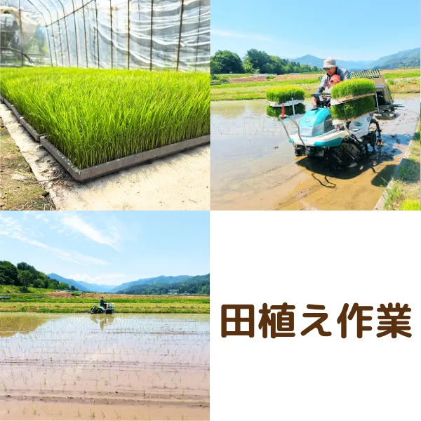 【秋の味覚】☆新米☆長野県産☀️天日干しコシヒカリ☀️低農薬　白米5kg　
10月23日発送分