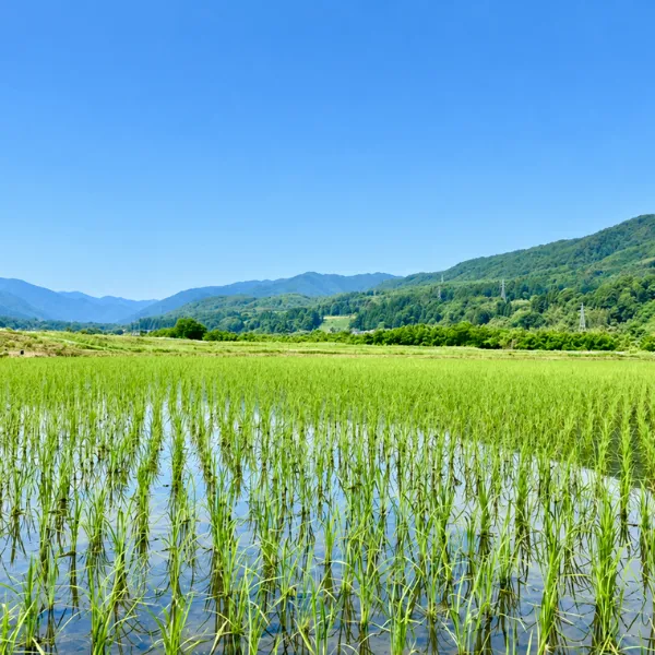 【秋の味覚】☆新米☆長野県産☀️天日干しコシヒカリ☀️低農薬　白米5kg　
10月23日発送分