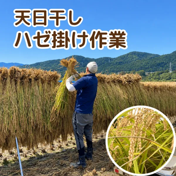 【秋の味覚】☆新米☆長野県産☀️天日干しコシヒカリ☀️低農薬　白米5kg　
10月23日発送分