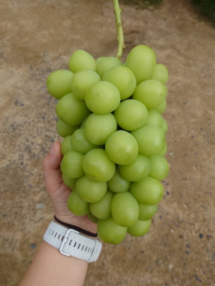 【朝どれ】【秋の味覚】岡山県産シャインマスカット 大房1房（約900g）贈答用 順次発送