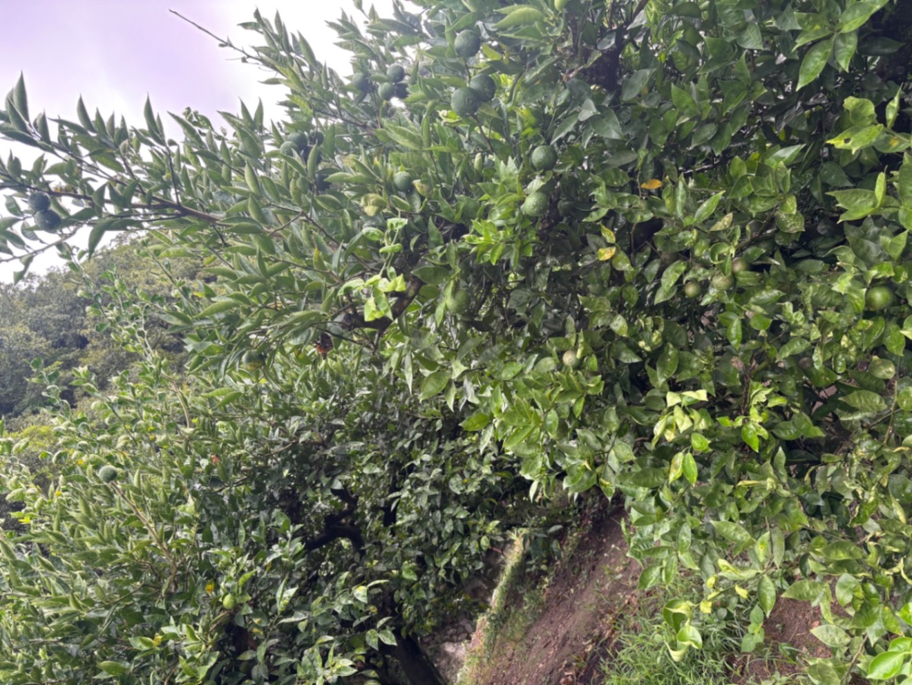 『数量限定』✨食卓に彩りを✨徳島県産神山町産すだち