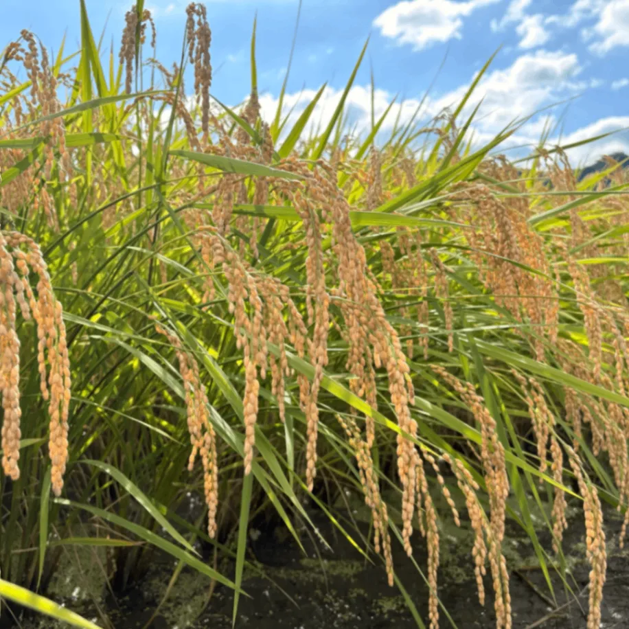 【秋の味覚】☆新米☆長野県産☀️天日干しコシヒカリ☀️低農薬　白米5kg　
10月23日発送分