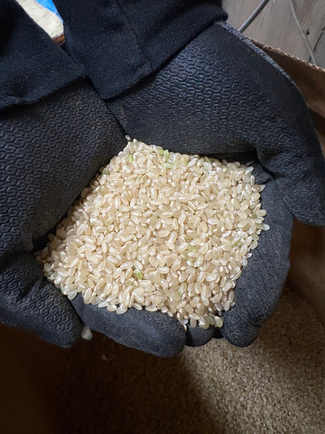 R8年度産　米　10kg  特別栽培米　コシヒカリ 
玄米　精米もできます