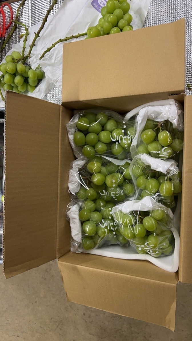 【送料込】信州伊那谷の採れたてシャインマスカット 約2kg