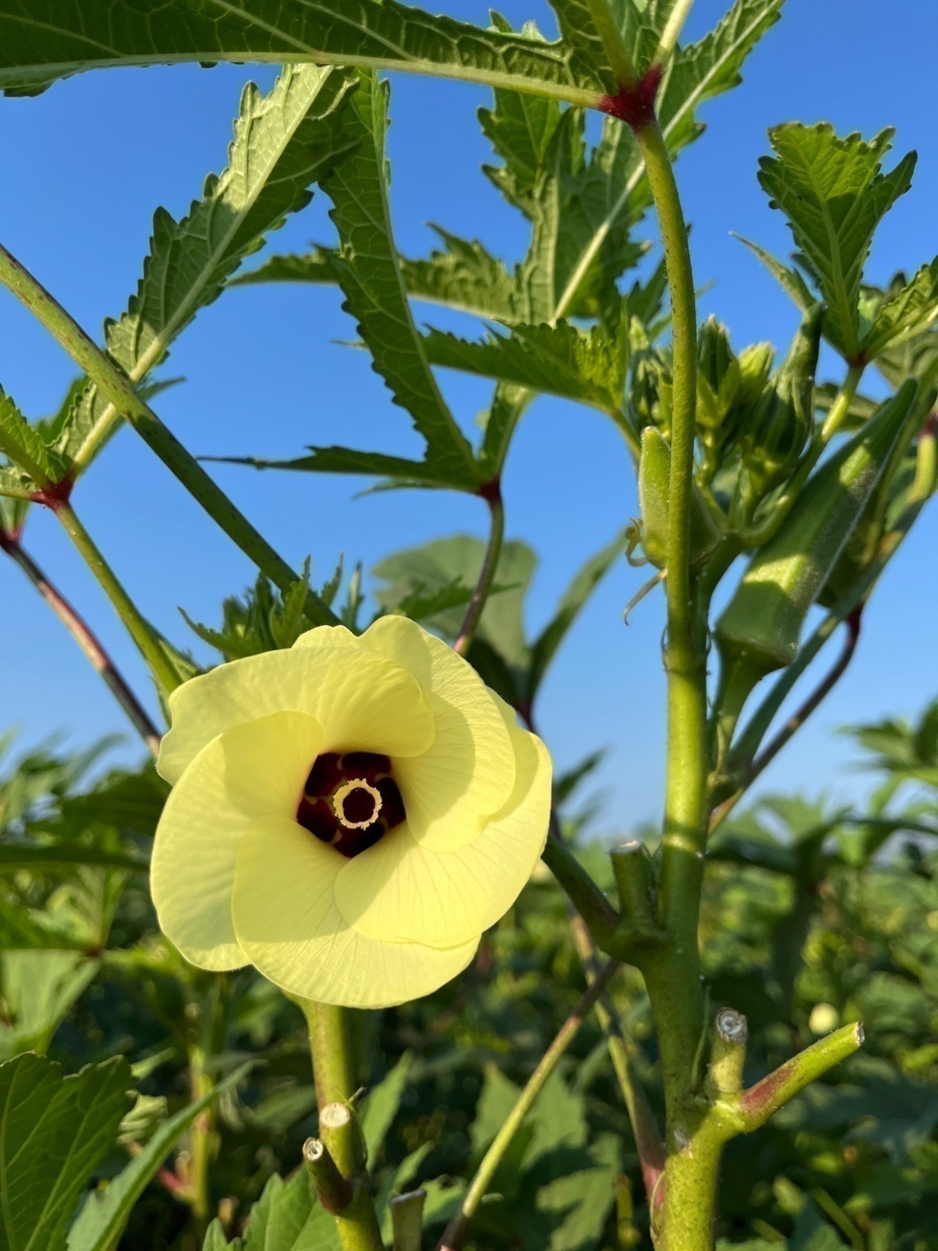 朝どれ新鮮オクラ　80本　約1キロ 